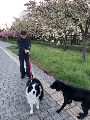 犬とサクラ